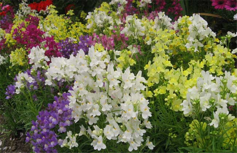 1000+ SEEDS LINARIA VULGARIS toadflax for germination flowering bloom garden bed