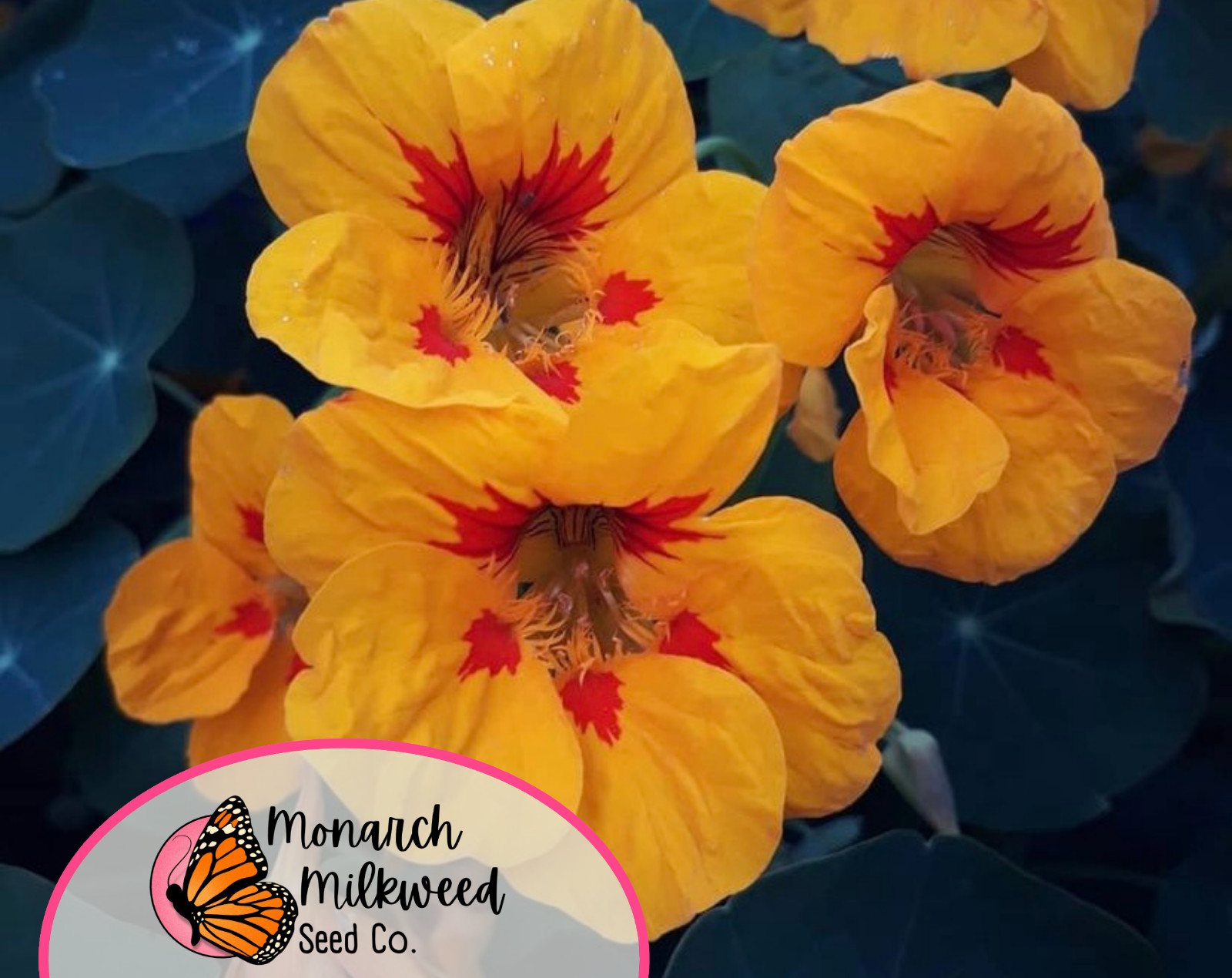 45+ Nasturtium Seeds ‘Jewel, Multicolored’ | Heirloom, Non-GMO, Flower Gardening