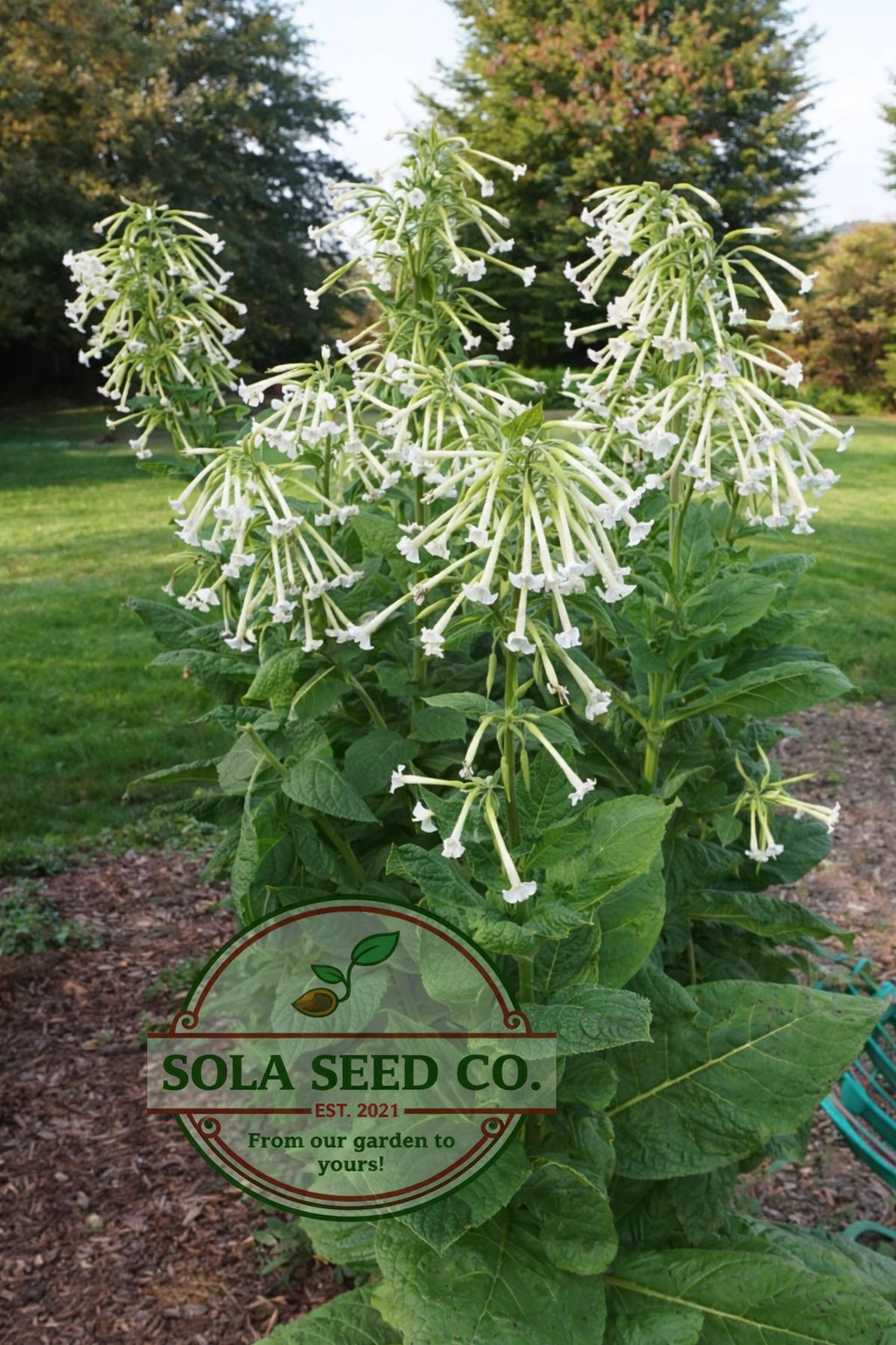5000 Tobacco Seeds, Heirloom Mix, 6 Varieties, Hummingbird Pollinator Attractor
