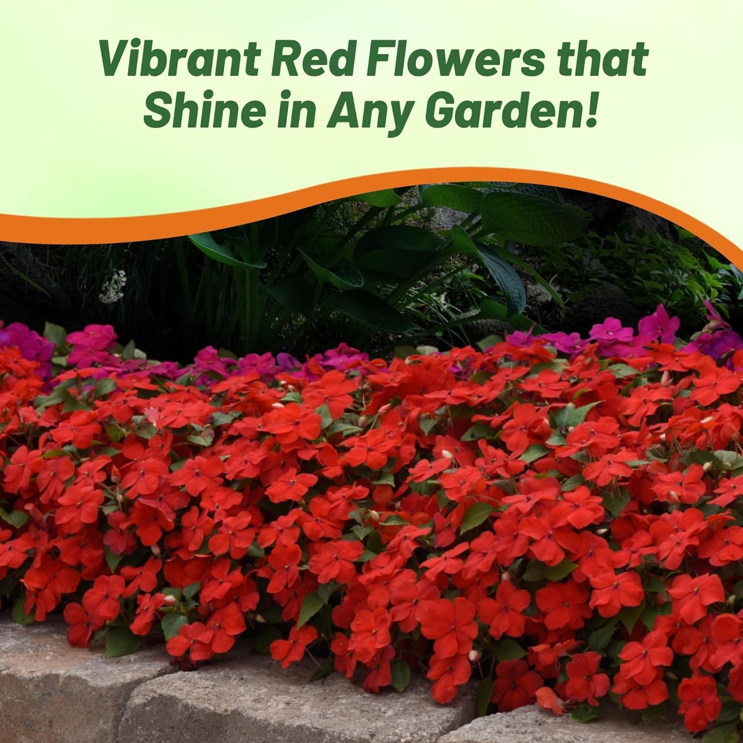 75 Seeds Bright Red Impatiens Container Plant Flower Seeds