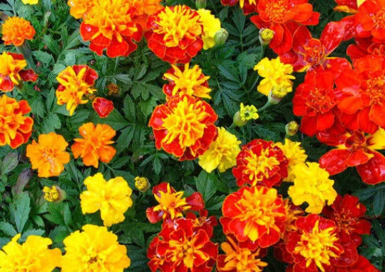 Tall Multi – Colored Marigold Seeds (Red Orange & Yellow) Comb. S/H