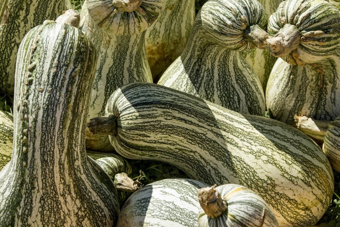 GREEN STRIPED CUSHAW PUMPKIN SEEDS 10+ squash GOURD vegetable