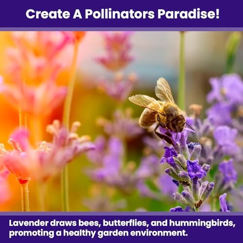 1500 English Lavender Seeds for Planting Outdoors or Indoors – 90% – 1 Pack
