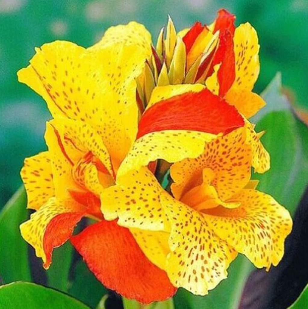 10pcs Canna Lily Seeds Canna x Generalis Cleopatra Ornamental Plant Seeds