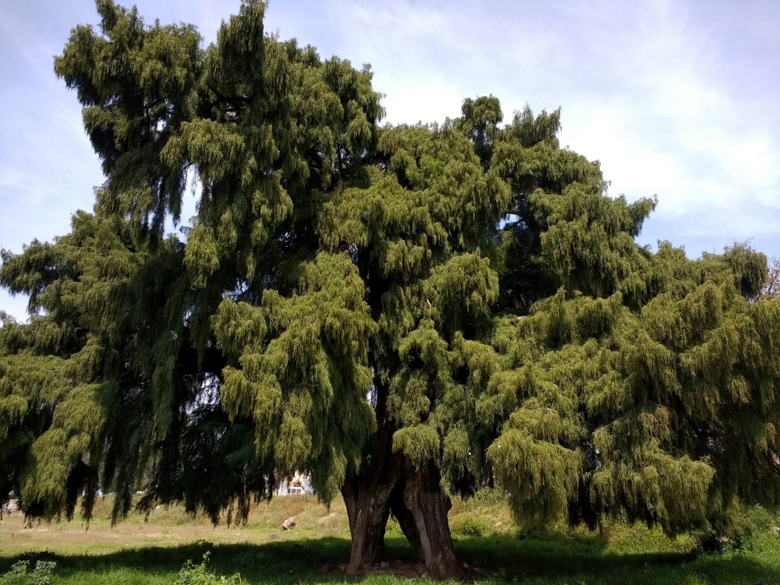 Montezuma Bald Marsh Cypress Tree Seeds (Taxodium mucronatum) Fast, Bonsai, Rare