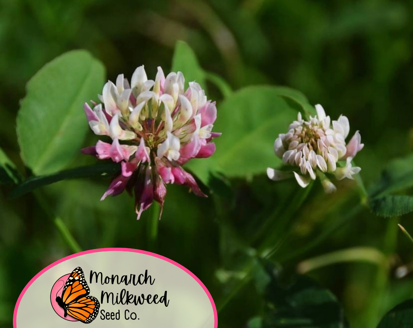 12200+ Alsike Clover Flower Seeds | Native Wildflower for Pollinators & Bees