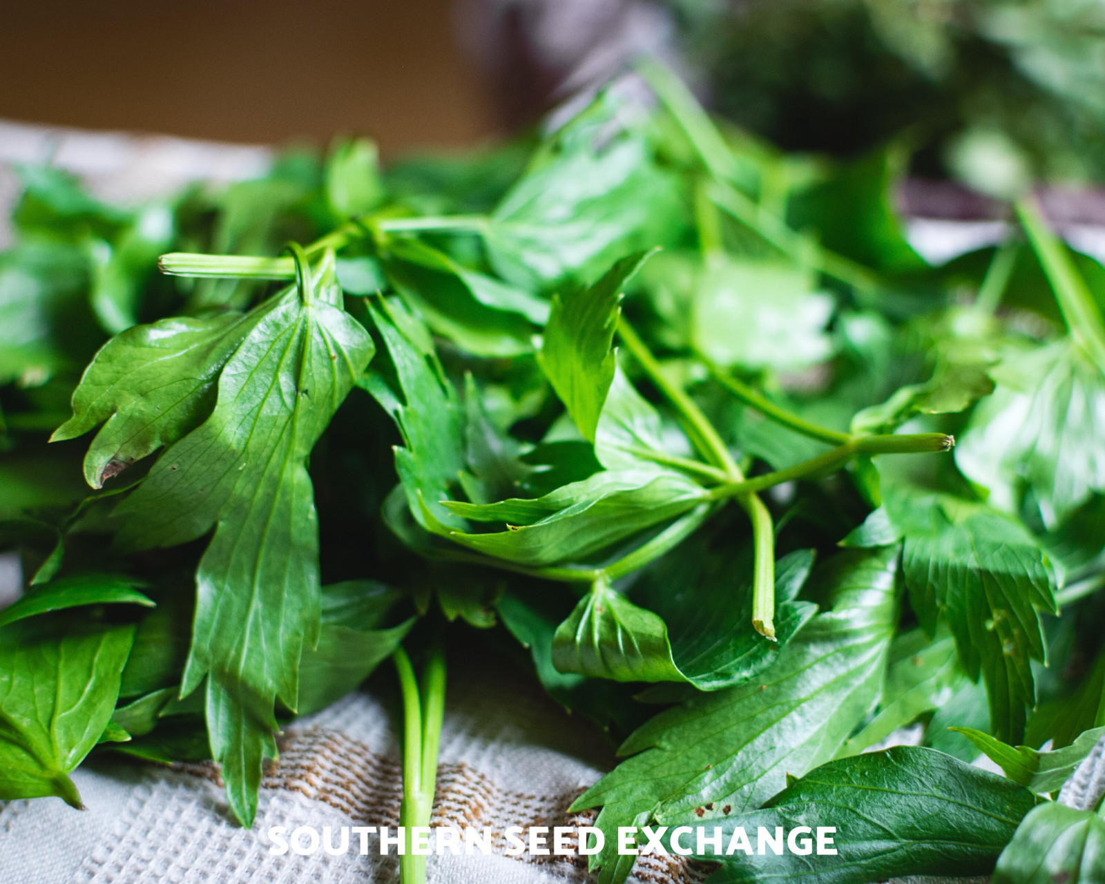 Lovage – 50 Seeds – Amazing Medicinal & Culinary Herb – GMO Free