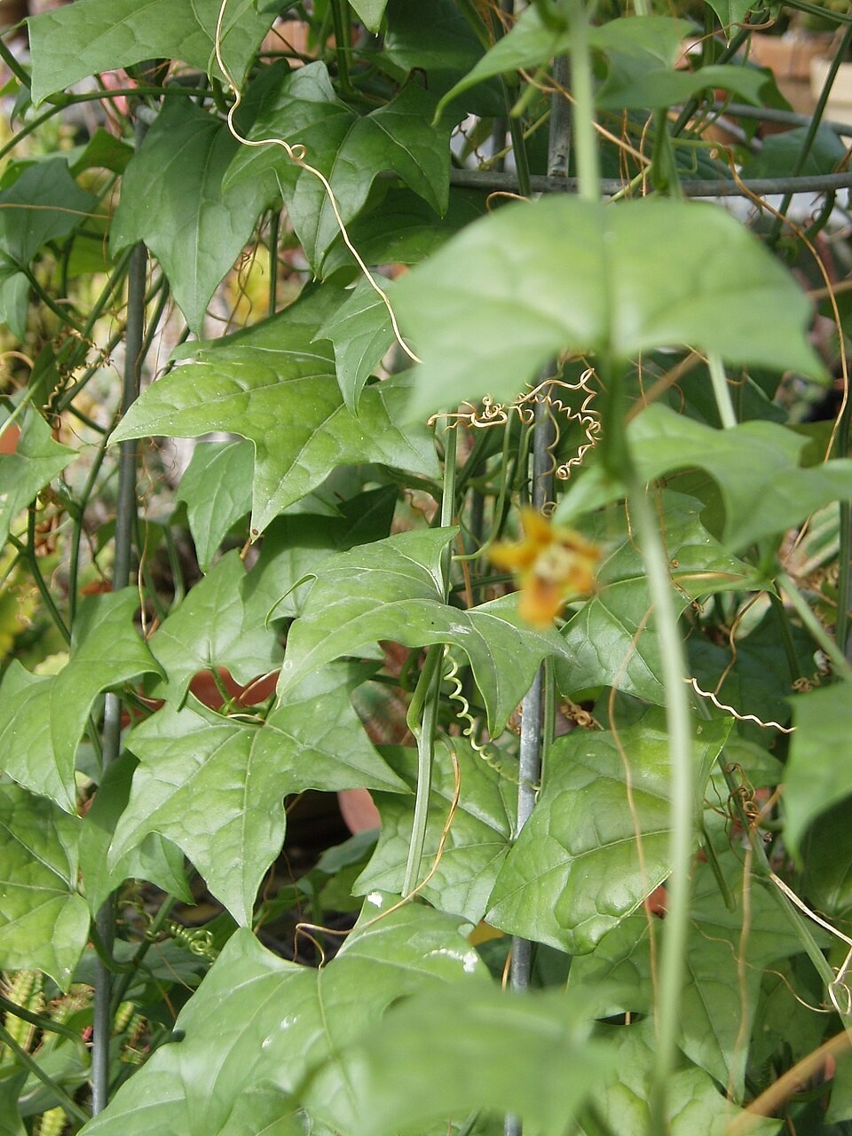 5x Gerrardanthus Macrorhizus Seeds, Bigfoot Plant, Rare Caudex Seeds, Exotic