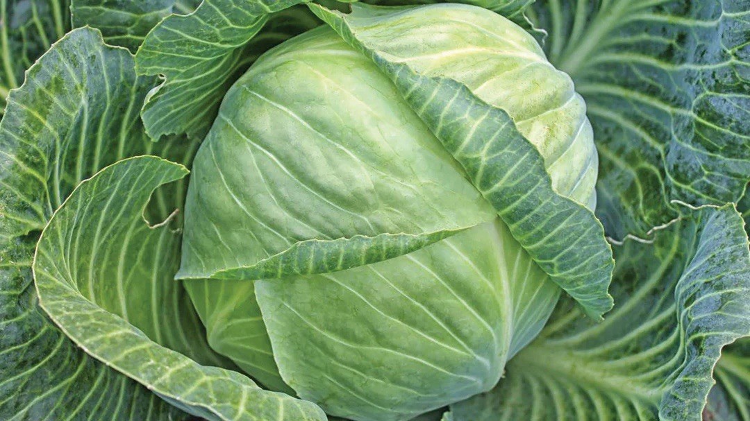 500+ Cabbage Seeds – All Seasons Cabbage, culinary VEGETABLE, Non-GMO, Heirloom