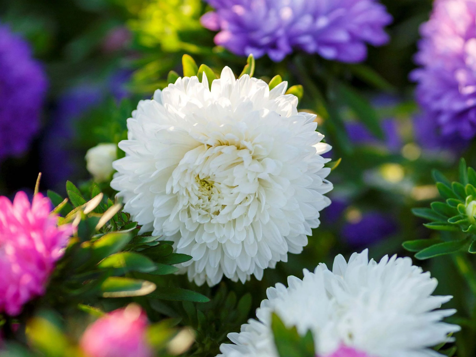 20 Seeds| Aster Seeds (Dwarf) – Colour Carpet Mix