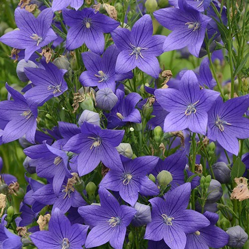 60 seeds| Blue Balloon Flower (Platycodon grandiflorus) Herb seeds #6005