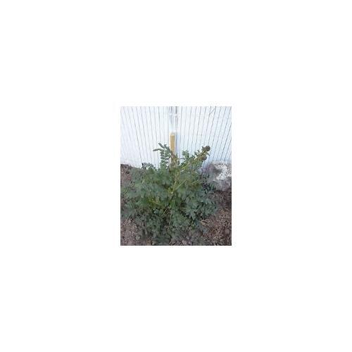 Salad Burnet Great Garden Herb By Seed Kingdom 100 Seeds