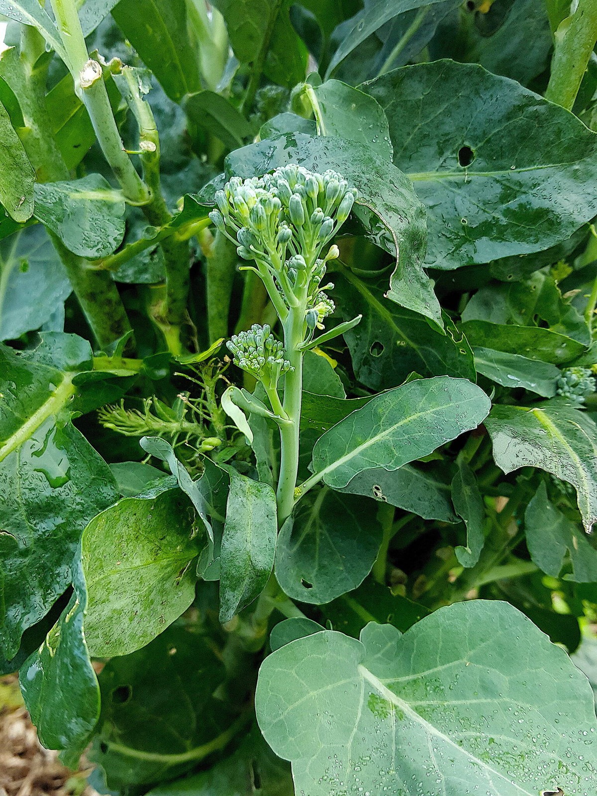 Broccoli Rabe Seeds | Brassica Broccoli Raab Spring Rapini Broccolini Seeds 2023