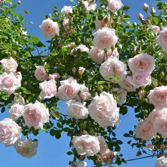100Pcs Rare Mixed Climbing Rose Seeds Perennial Vine Flower Wall Garden Trellis
