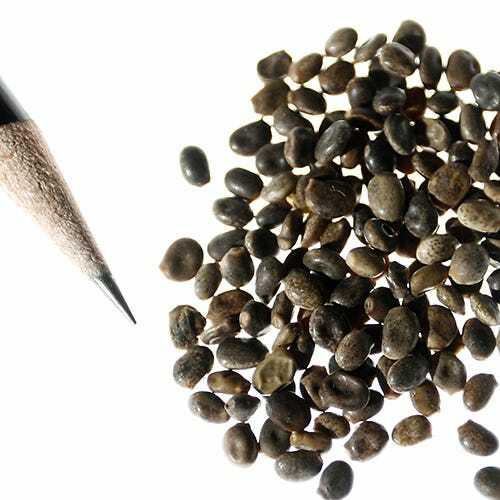 Lupine WILD PERENNIAL Hummingbird & Bee Favorite Heirloom Pure Non-GMO 50 Seeds!