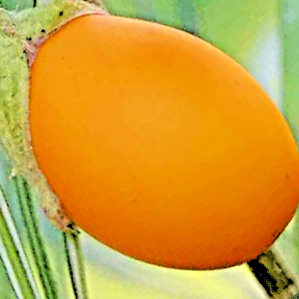 GOLDEN EGGPLANT 50 SEEDS RARE HOUSEPLANT INDOOR HEIRLOOM GARDEN FRUIT NON-GMO US
