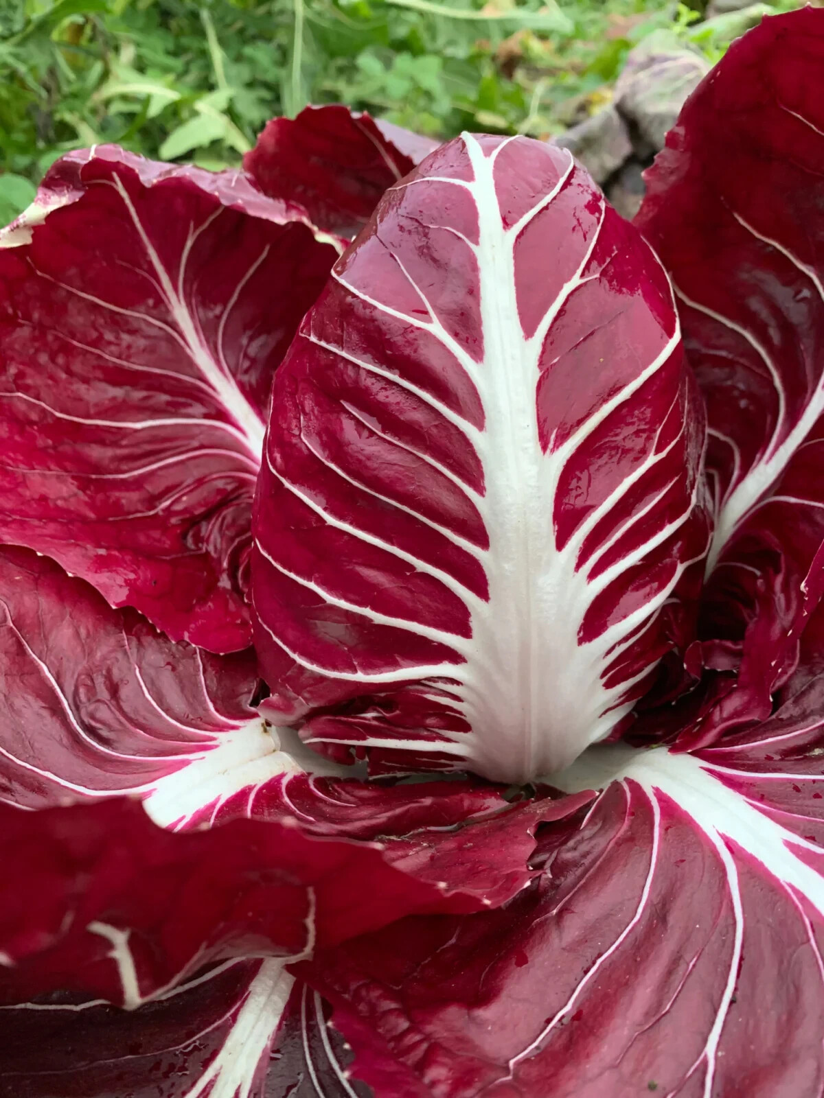 Rossa Di Verona Endive Seeds, NON-GMO, Italian Chicory, Ridacchio, FREE SHIPPING