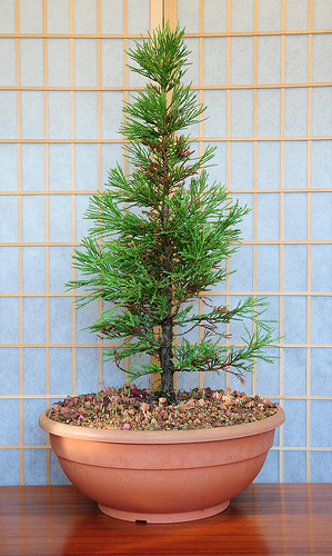 Giant Sequoia, Sequoiadendron giganteum, Tree Seeds (Fast, Evergreen)