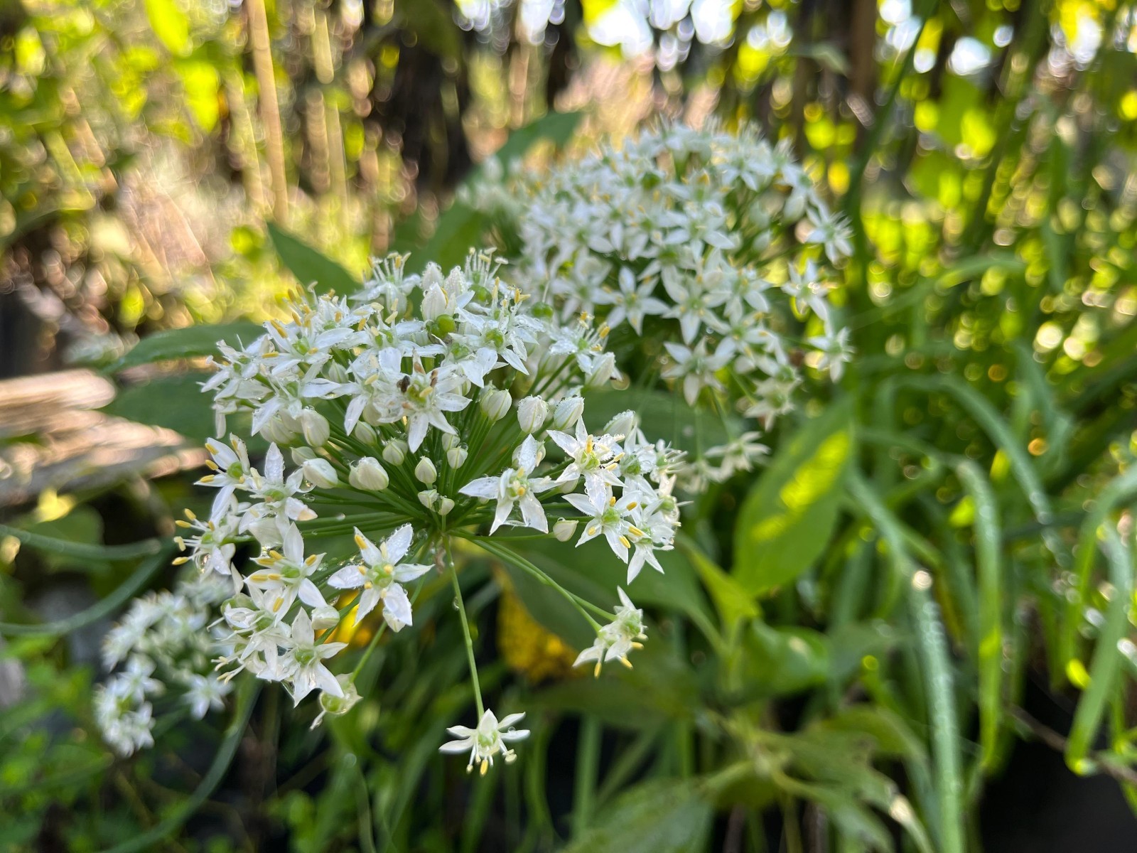 Garlic Chives Live Starter Plant for Culinary, Pollinator & Ornamental Garden