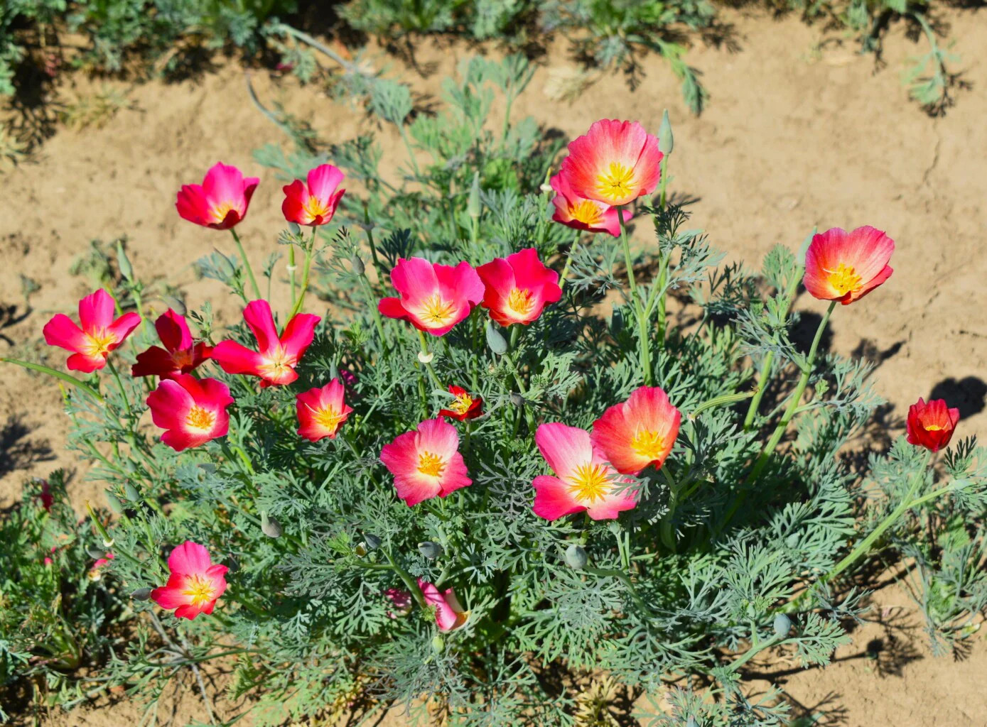 Carmine California Poppy Seeds | Pink Rose Purple Flower Seed 2024 Fast Shipping