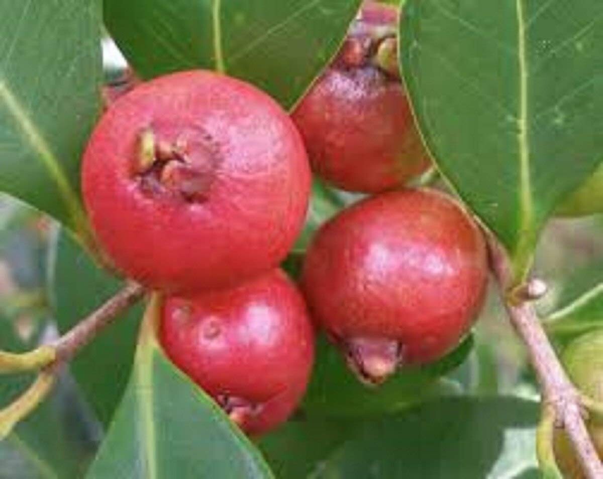 50pcs Tropical Strawberry Guava Organic Pink Guava Seeds – Exotic Flavors #50
