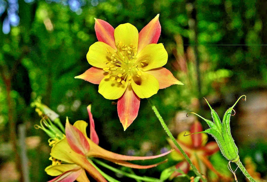 201+COLUMBINE Mix Seeds Perennial Native Wildflower Shade Garden Container Easy