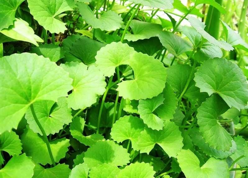 Organic Gotu Kola Seeds 400 Non Gmo Centella Asiatica Medicinal Herb Plant Seed