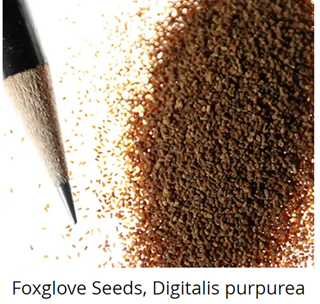 FOXGLOVE MIXED COLORS Sun/Shade HUMMINGBIRDS LOVE Biennial Non-GMO 500 Seeds!