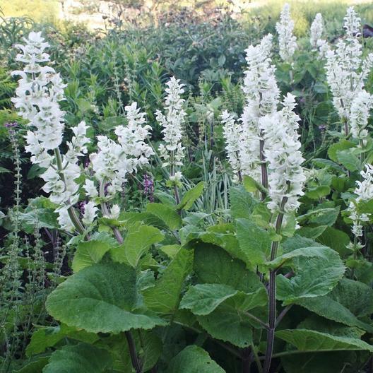Clary Sage WHITE SWAN Salvia Birds Butterflies Pollinators Non-GMO 200 Seeds