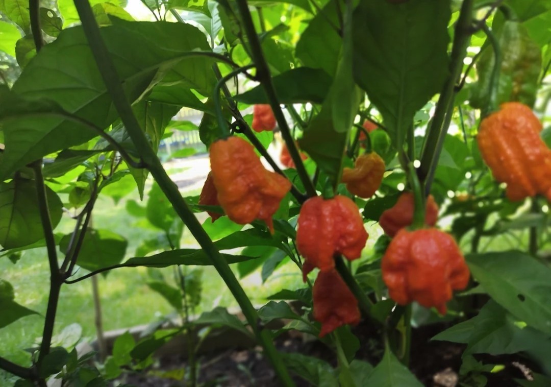 SUPERHOT!- Variety Pack – Over 200! Seeds – One Dozen Different Hot Varieties.