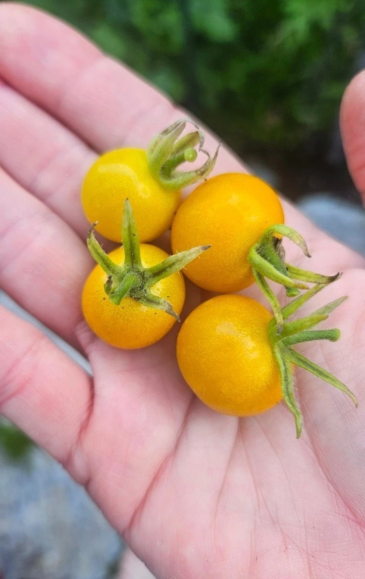 Sun Sugar Orange Cherry Tomato Seeds (30) / DELICIOUS / Heat Tolerant / Rare