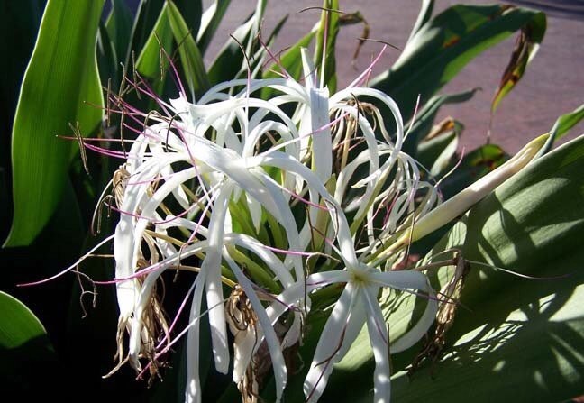Crinum Lily, C. Asiaticum, Giant White Spider Lily 5 bulbs/seeds