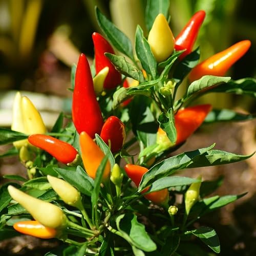 CarpetC 300+ Birds Eye Chili Seeds for Planting, Perennial Spicy Pepper, Heat