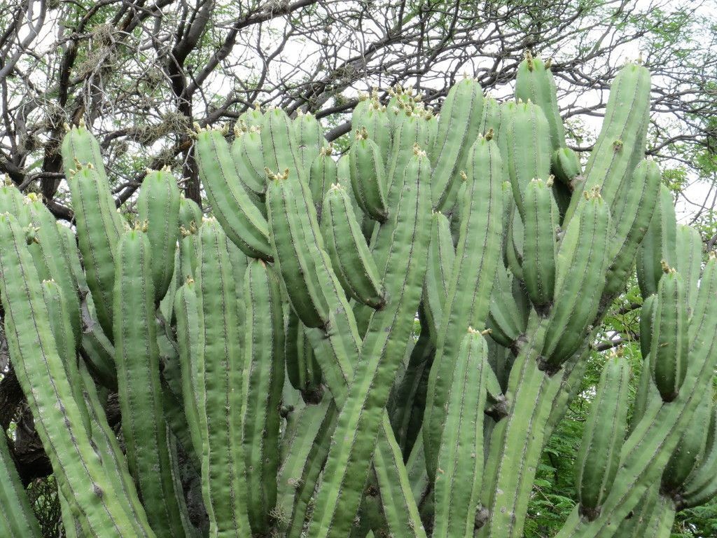 Escontria Chiotilla 5 Seeds Free Shipping!