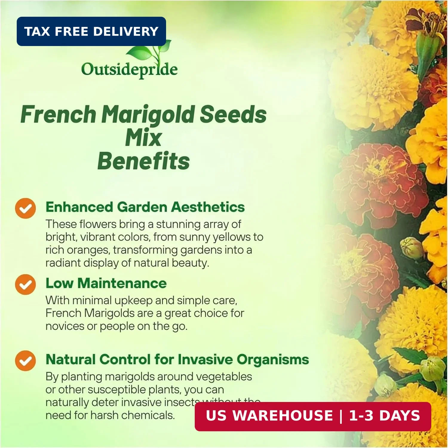 Outsidepride French Marigold Seeds Mix – 1000 Pcs Annual, Compact, Heat & Drough