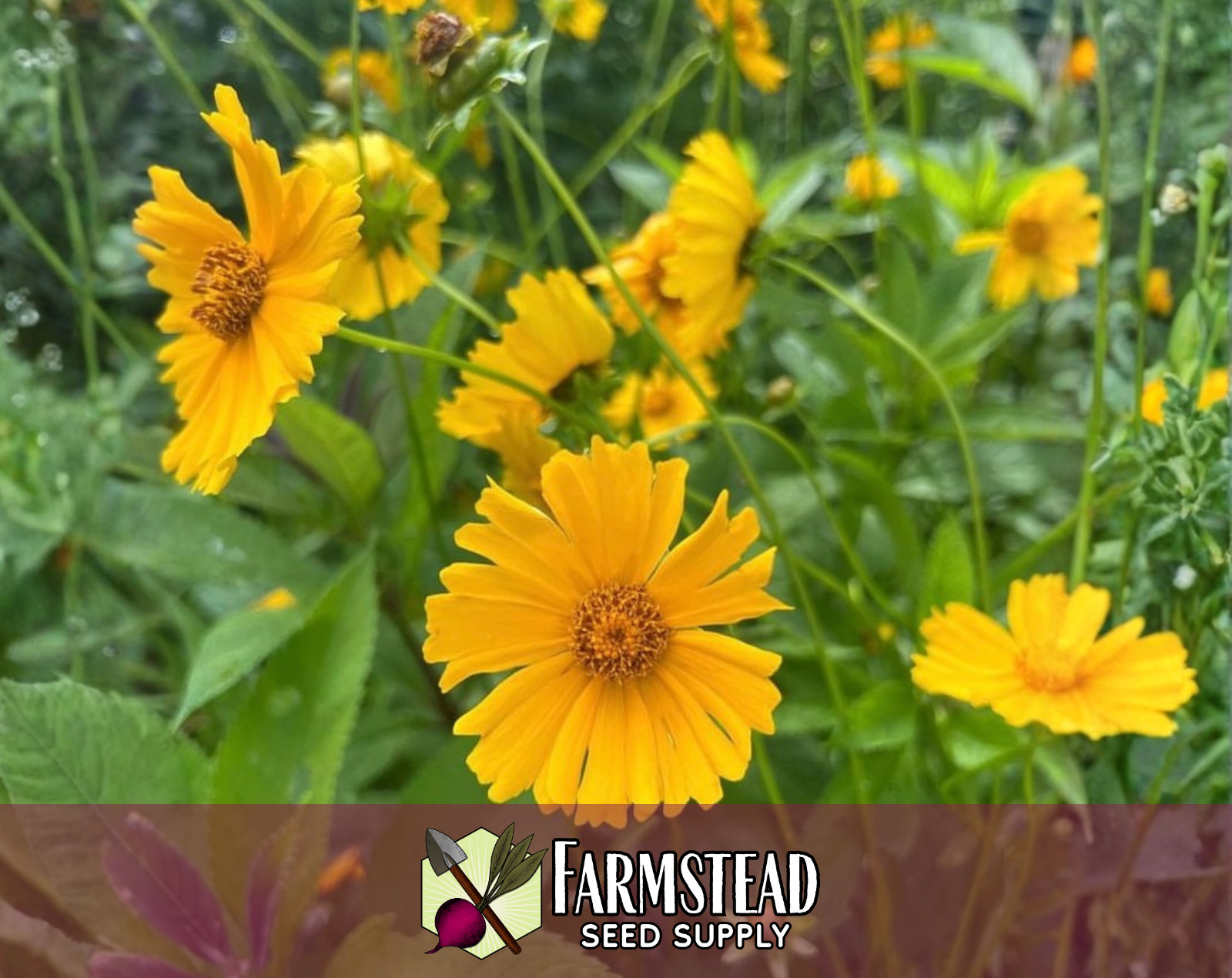 1,100+ Coreopsis [Lance-Leaf] Seeds | Native Perennial Wildflower, Tickseed