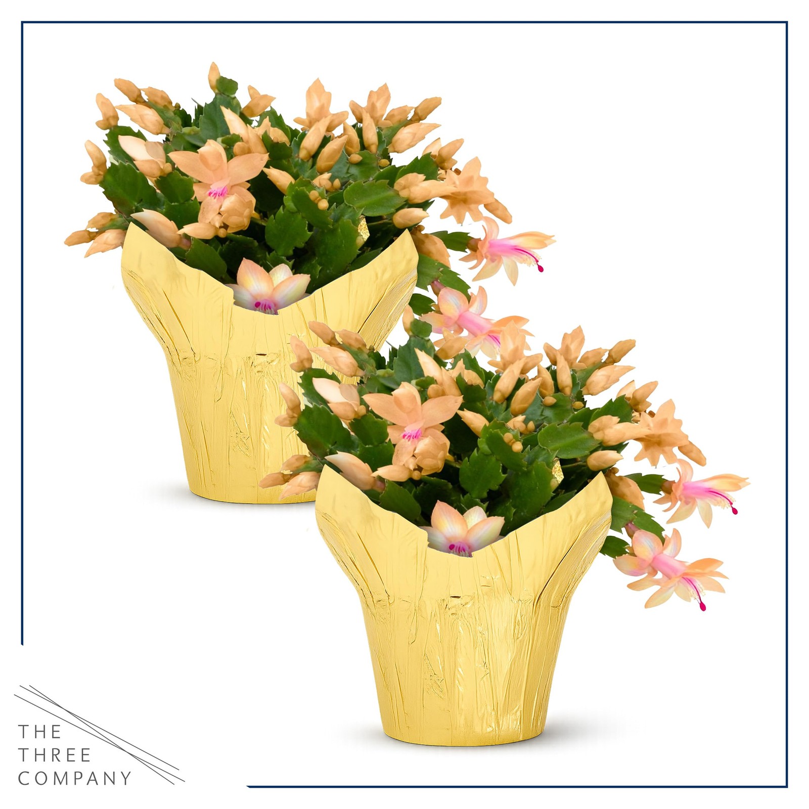 Live Flowering Zygocactus – Yellow-Orange, 2 Pack- Thanksgiving/Christmas Cactus