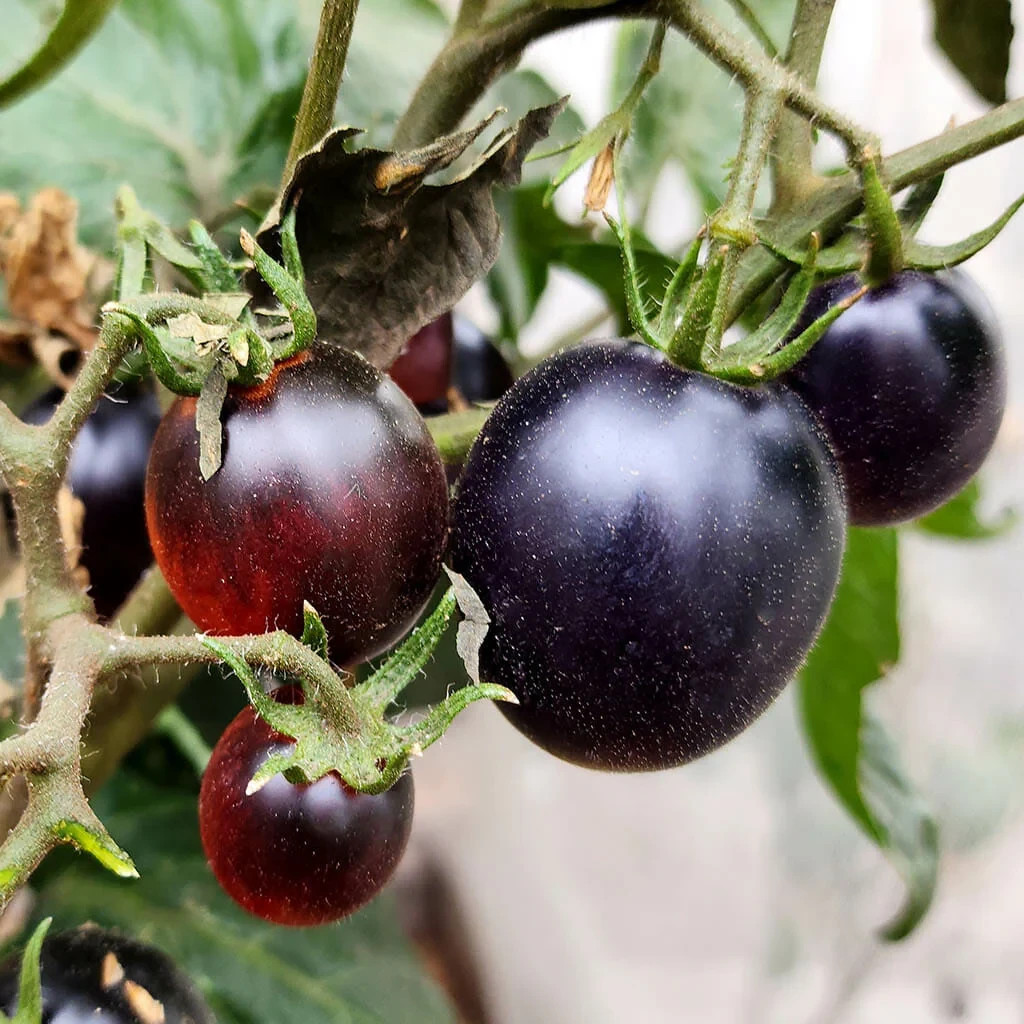 10 seeds Dwarf Mocha’s Cherry Tomato ORGANIC Rare Anthocyanin Variety