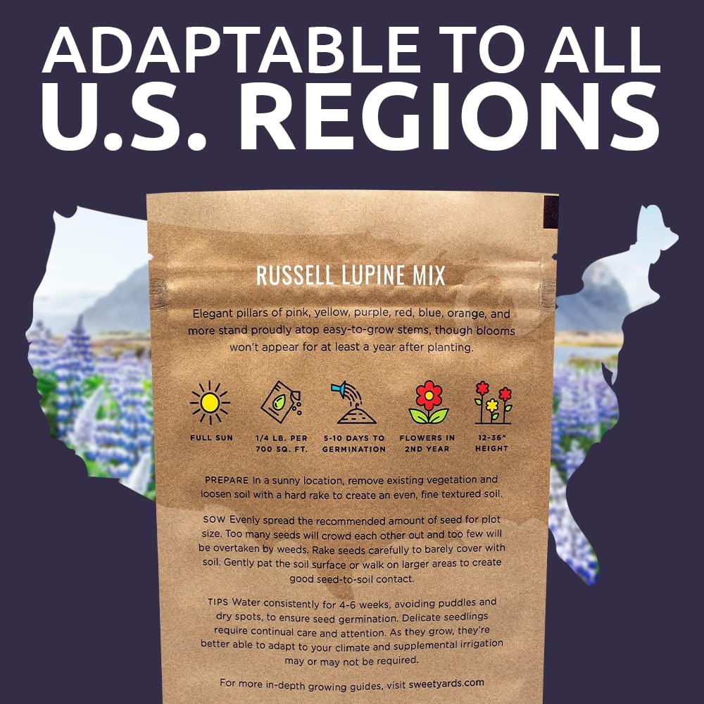 Russell Lupine Seeds – Bulk Quarter Pound Bag – Over 5,000 Open Pollinated No…