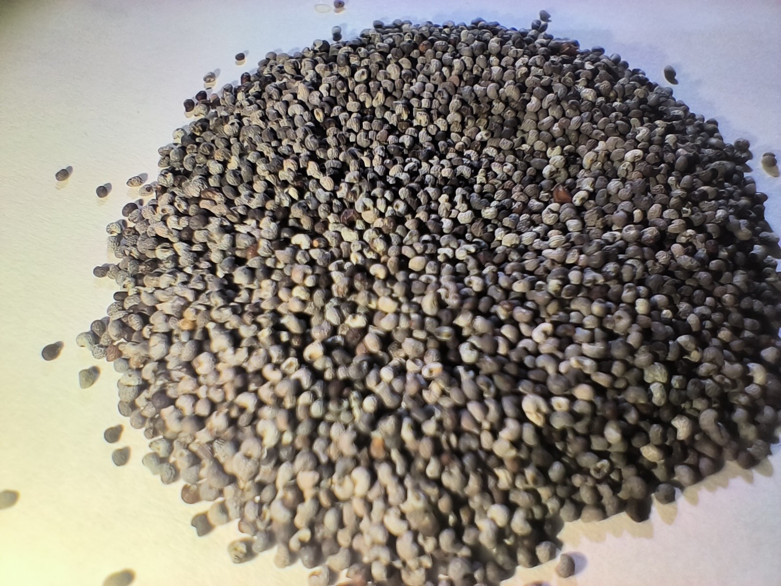 500 Giant Rattle Poppy Seeds – P. Somniferum Stunning Giant Flowers & Seed Heads