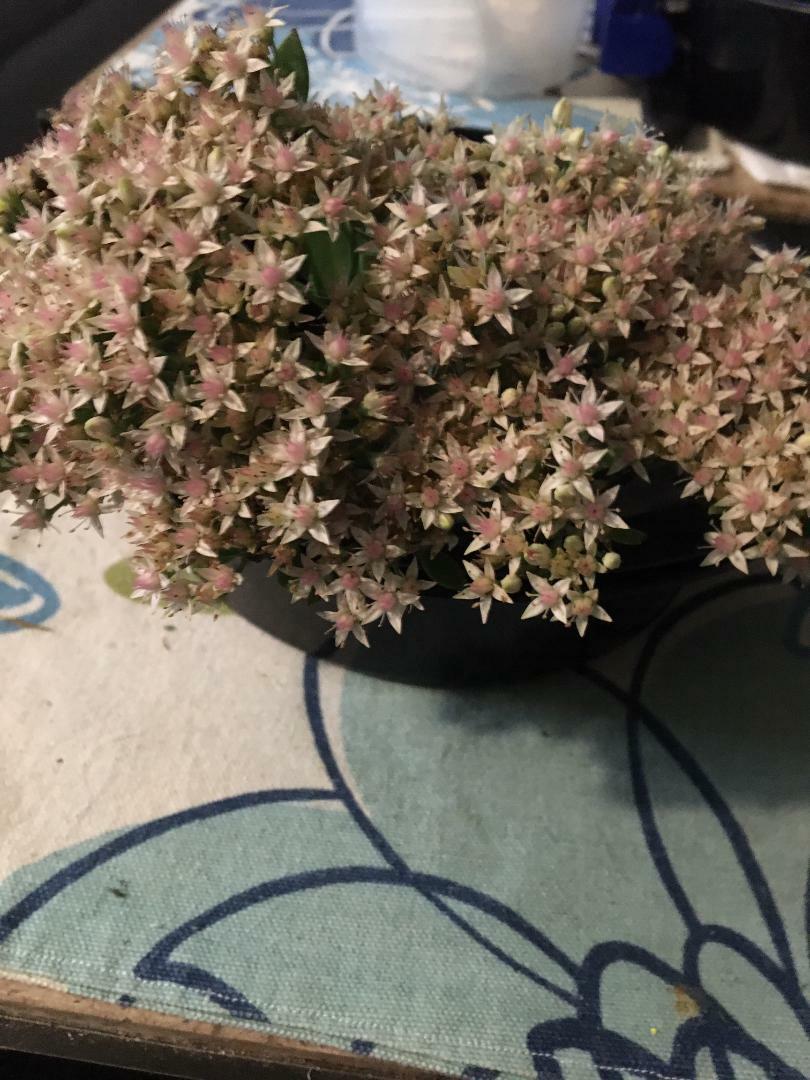 White Pink Crystal Sedum Stone Crop Perennial Flower 100 Seeds USA Seller