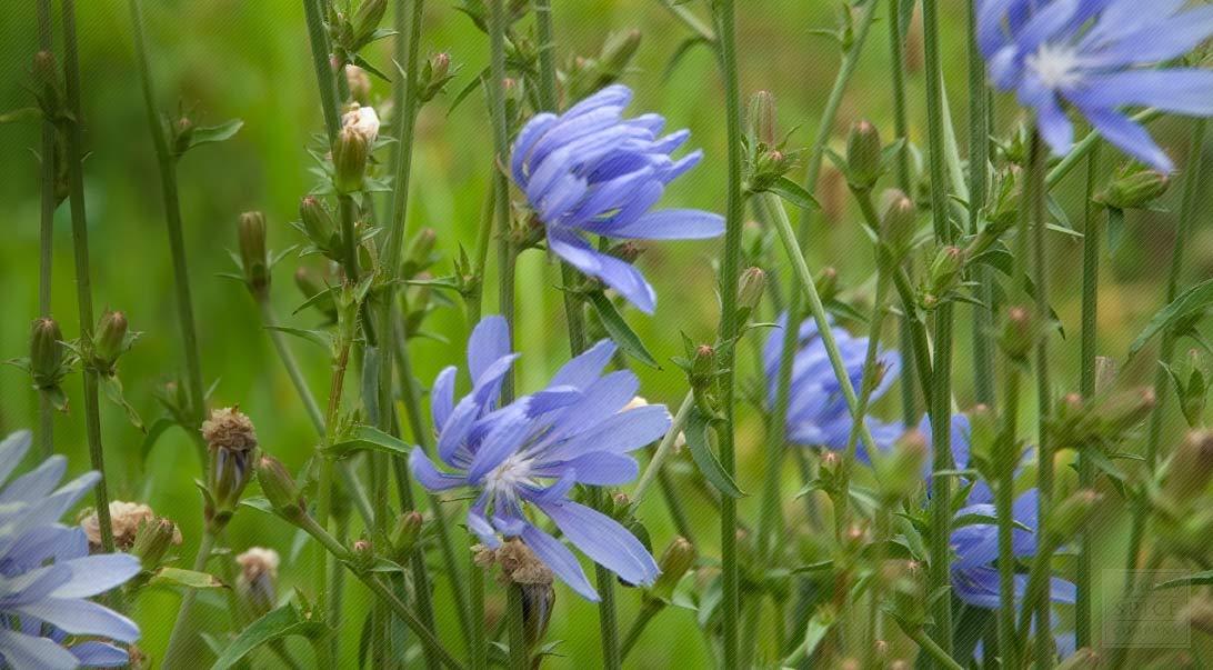 Chicory Seeds, Italian Dandelion, NON-GMO, Deer Plot, Coffee Weed, FREE SHIPPING