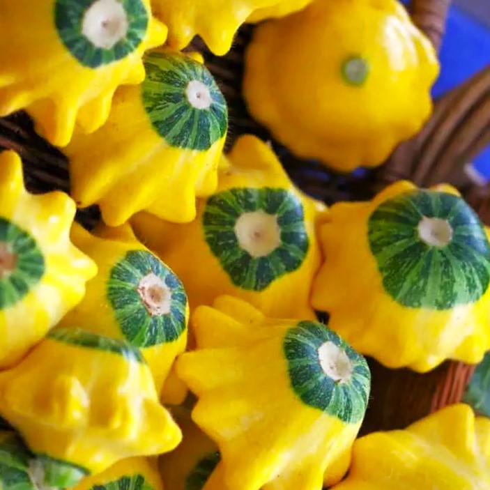 Yellow and Green Bicolor Patty Pan (Bush Scallop Squash) Seeds – 2025 Planting