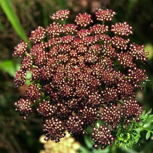 Daucus carota Queen Anne’s lace Purple Kisses – 25 Seeds, Non-GMO