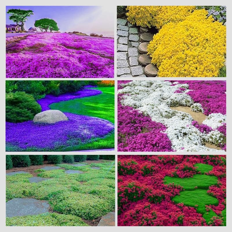 3000+ Mix Creeping Thyme Seeds for Planting Ground Cover Plant 6 Perennial Th…