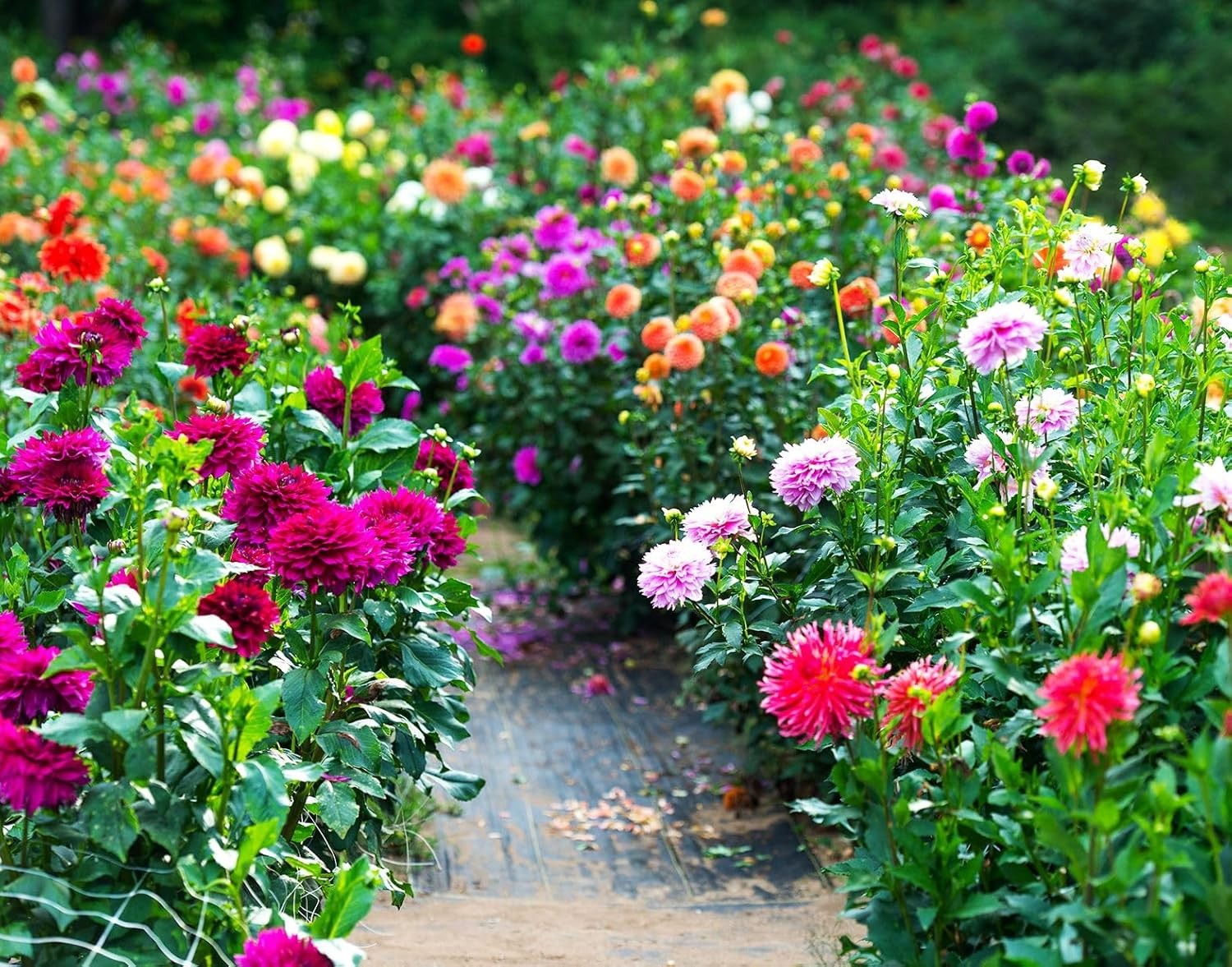 100 pcs Perennial Dahlia Labyrinth Flower Seeds for Planting – Exotic Labyrinth