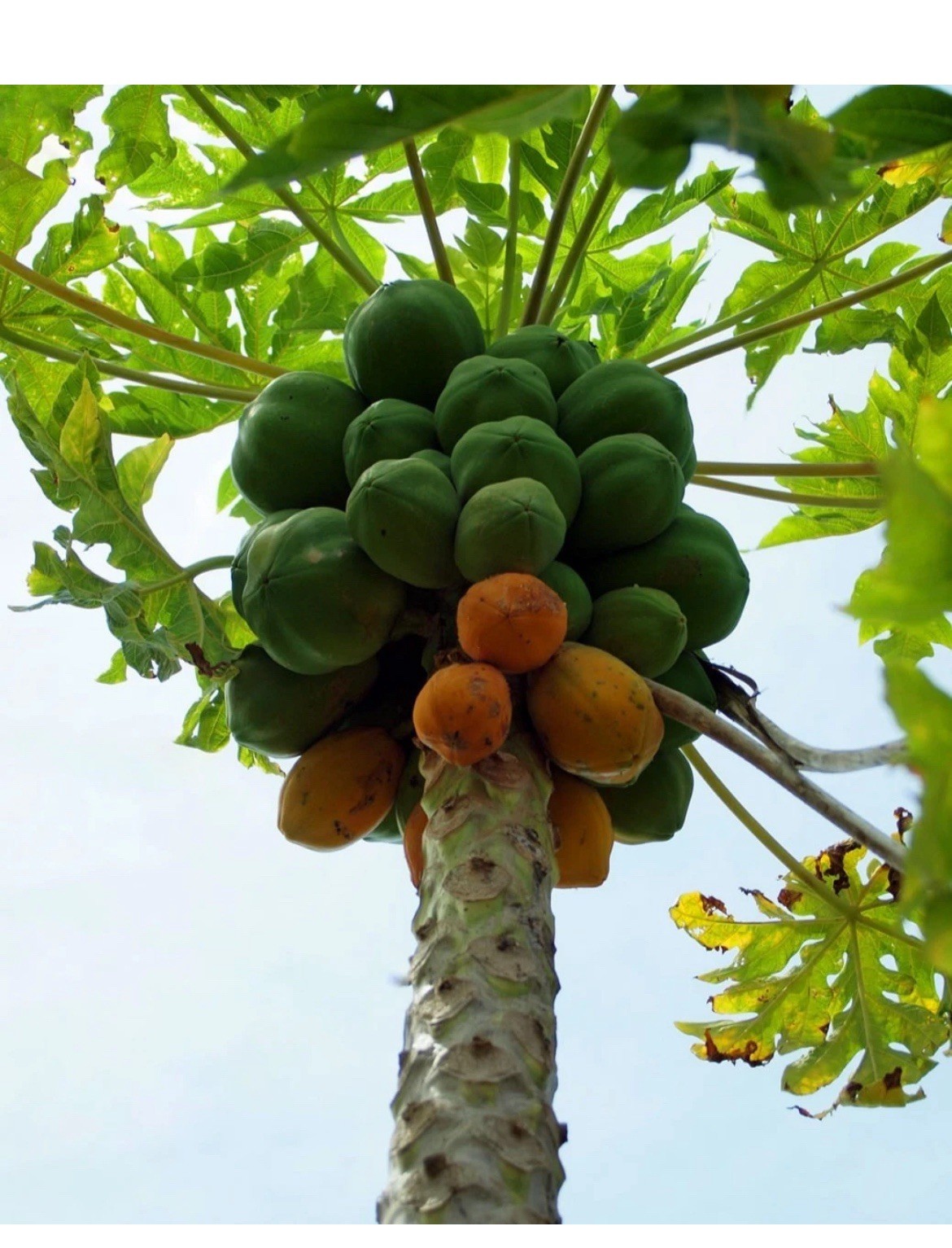 🌴Hawaiian ❗️Dwarf Solo Waimanalo Papaya Seeds 10ct Fast Fruit Houseplant