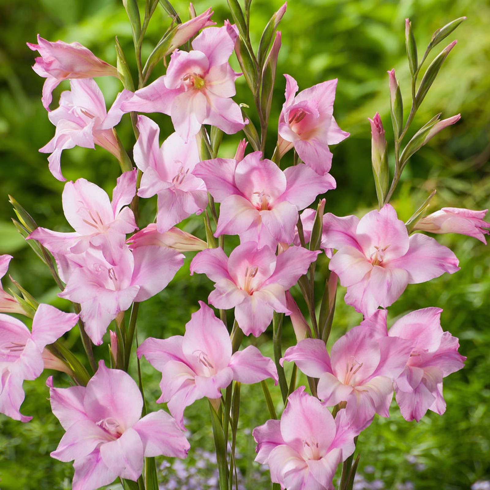 Hardy Gladiolus Charming Lady 10 Plant Bulbs, Pink Flowers Spring to Summer