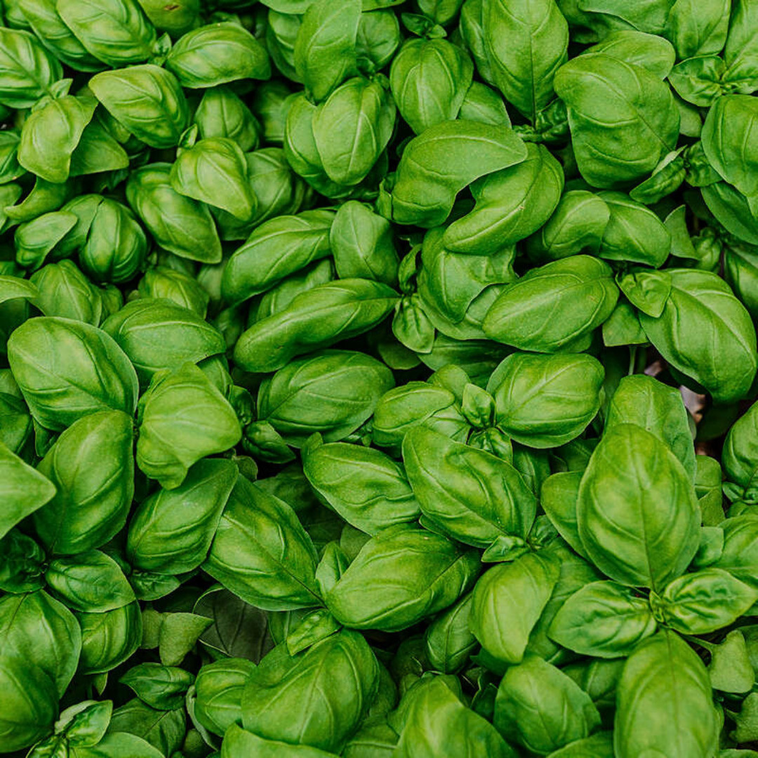 Fresh Italian Large Leaf Basil | Heirloom Non-GMO | Herb Seeds