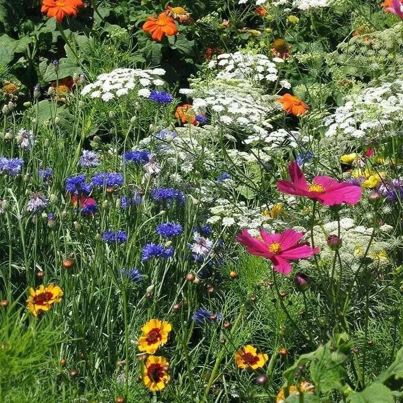 2000 DRYLAND WILDFLOWER MIX Seeds 24 Native Annuals Perennials Fast Easy
